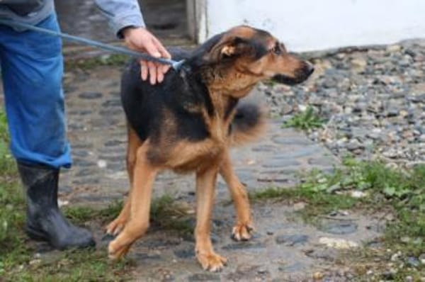 Billy - unkompliziert u. kinderlieb