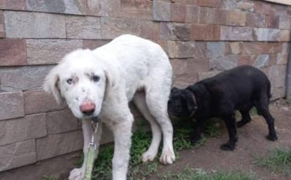 Kämpferherz Sommersprosse