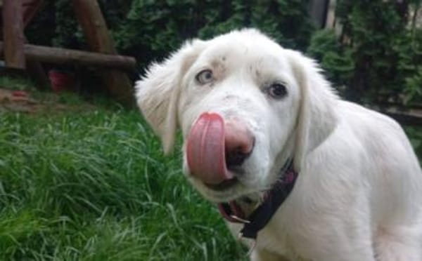 Kämpferherz Sommersprosse