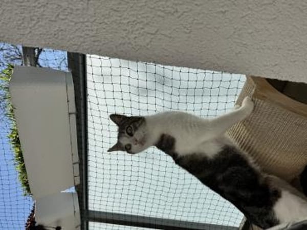 Lebensfrohe Katze Miteka