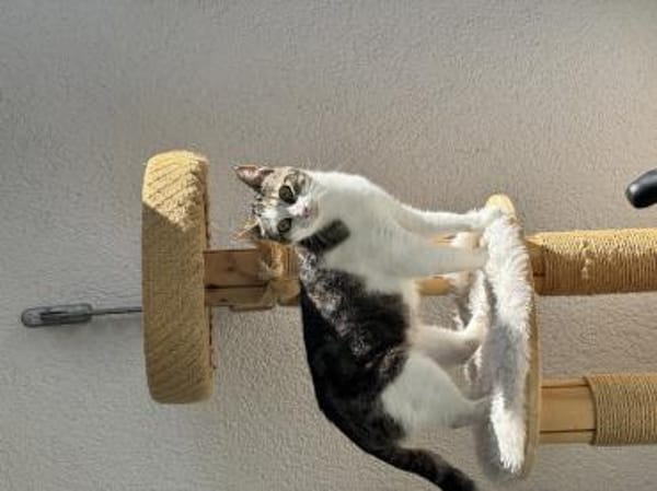 Lebensfrohe Katze Miteka