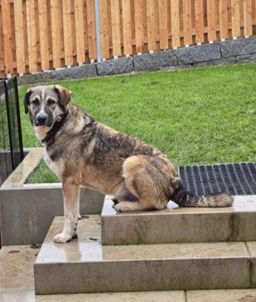 Noroc, gross, freundlich, verspielt