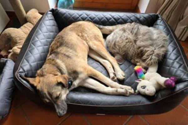 Noroc, gross, freundlich, verspielt