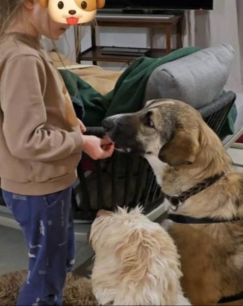 Noroc, gross, freundlich, verspielt