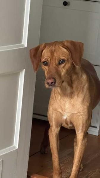 Frieda sucht ein Zuhause