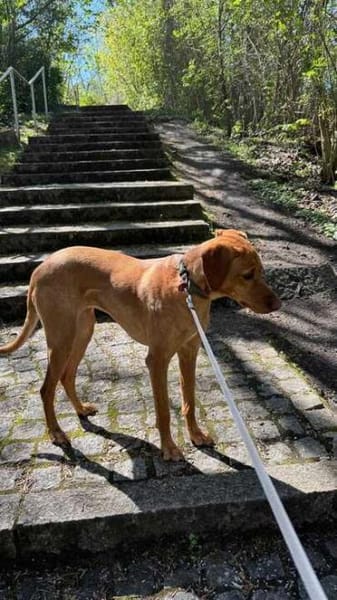 Frieda sucht ein Zuhause