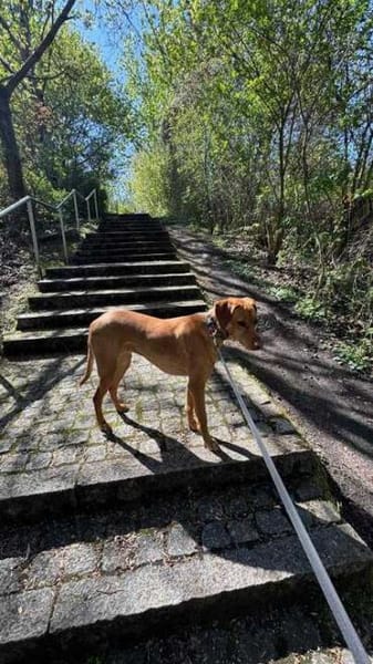 Frieda sucht ein Zuhause