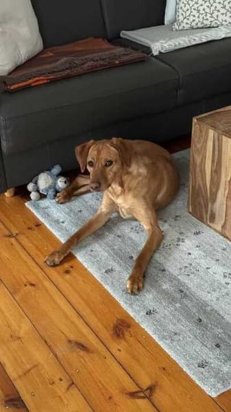 Frieda sucht ein Zuhause