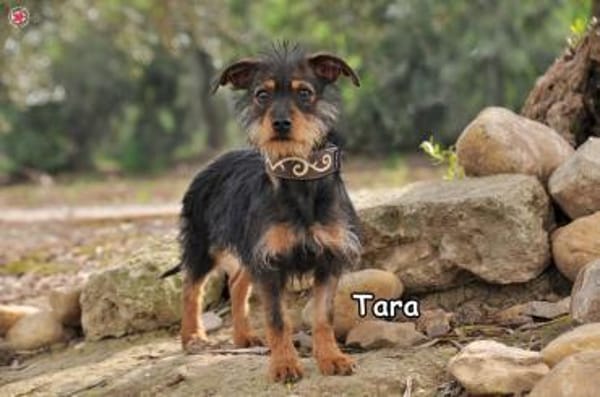 TARA