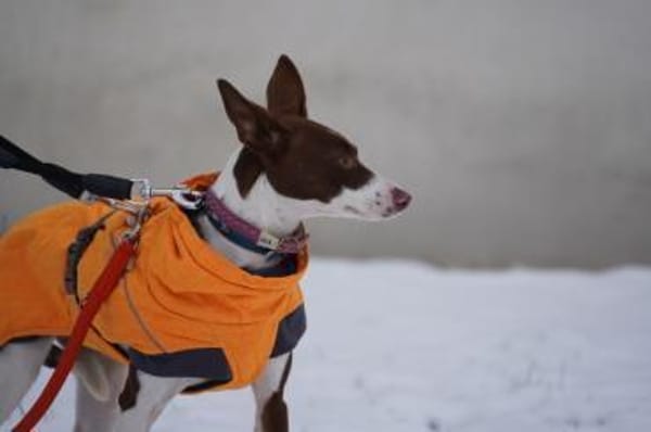 Noa sucht ein neues Zuhause