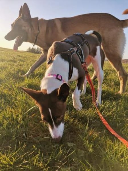 Noa sucht ein neues Zuhause