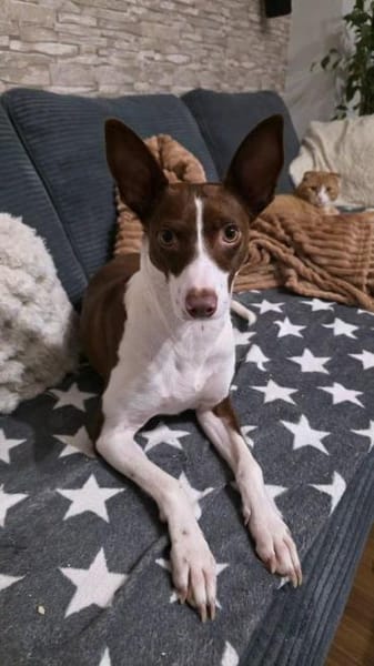 Noa sucht ein neues Zuhause