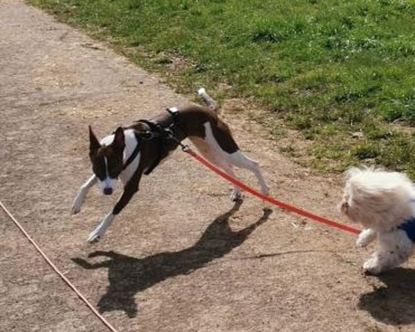 Noa sucht ein neues Zuhause