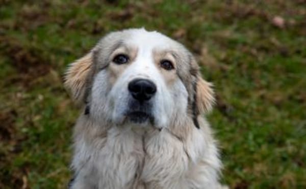 Wer schenkt Fina ein Zuhause?