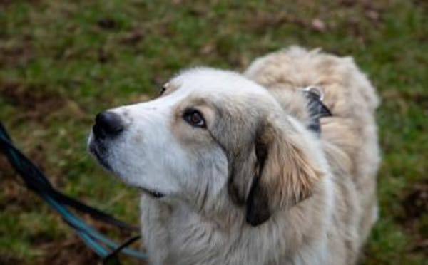 Wer schenkt Fina ein Zuhause?