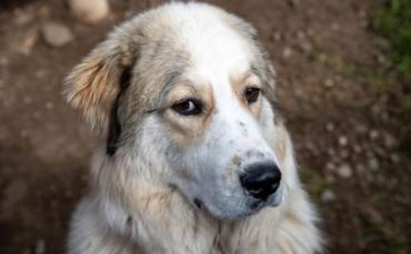 Wer schenkt Fina ein Zuhause?