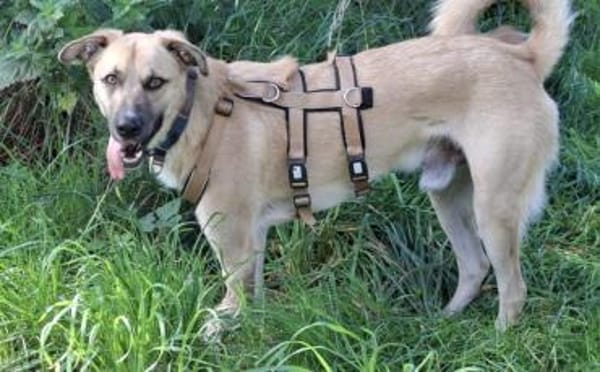 Gibst du Max eine Chance?