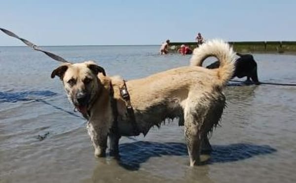 Gibst du Max eine Chance?