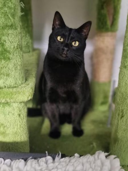 Hübsche, verträgliche Katze Daisy