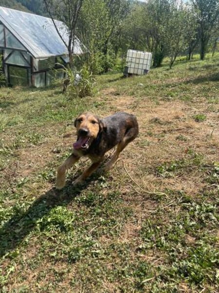 Leo - Jagdterrier Mix