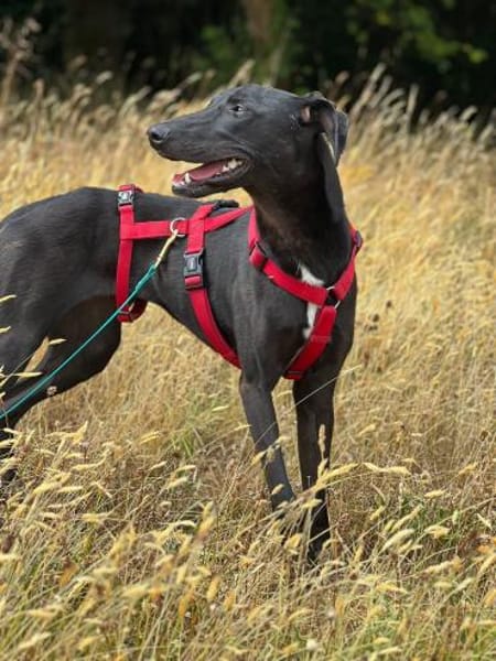 Csöppke B-, die Besondere