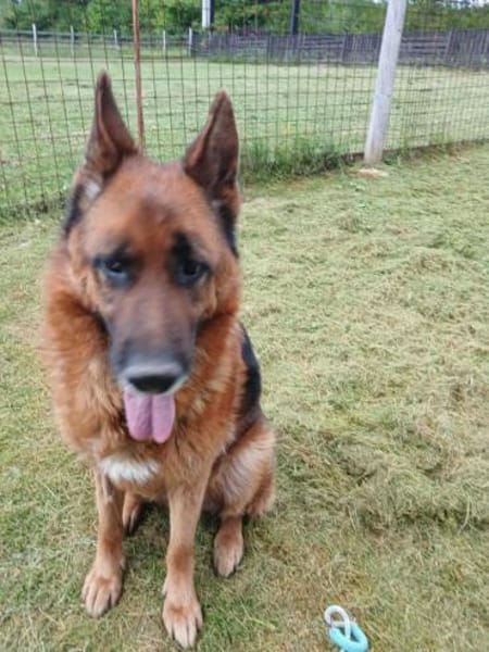 Ari - Deutscher Schäferhund