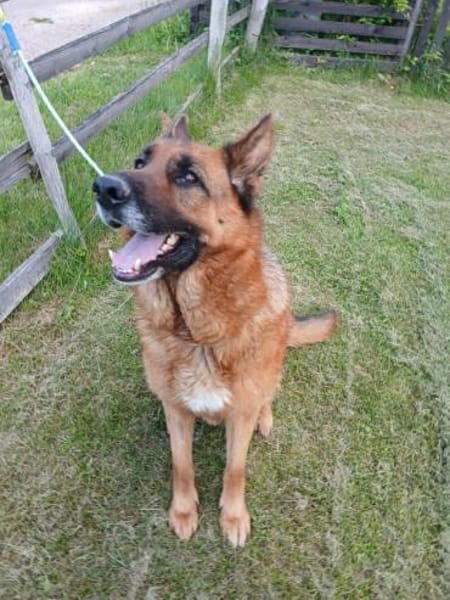 Ari - Deutscher Schäferhund