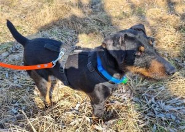 TARA braucht dringend ein Zuhause