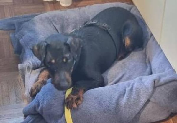 TARA braucht dringend ein Zuhause