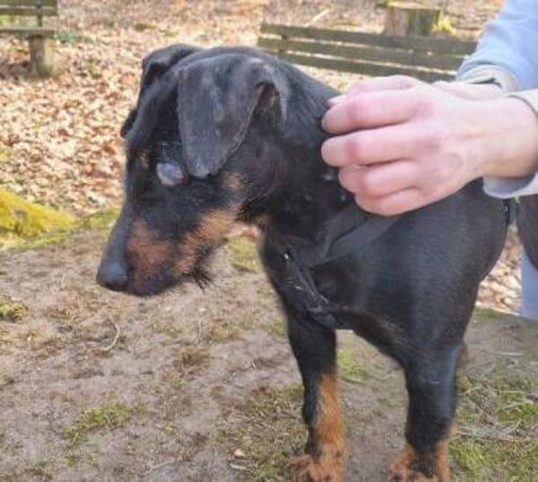 TARA braucht dringend ein Zuhause