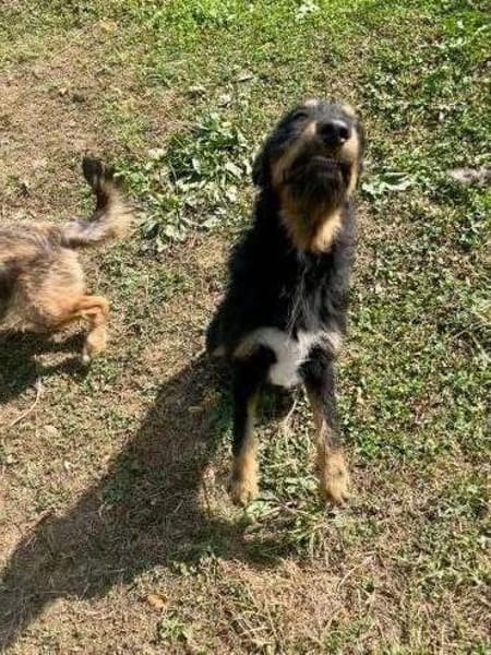 Kolt - Jagdterrier Mix