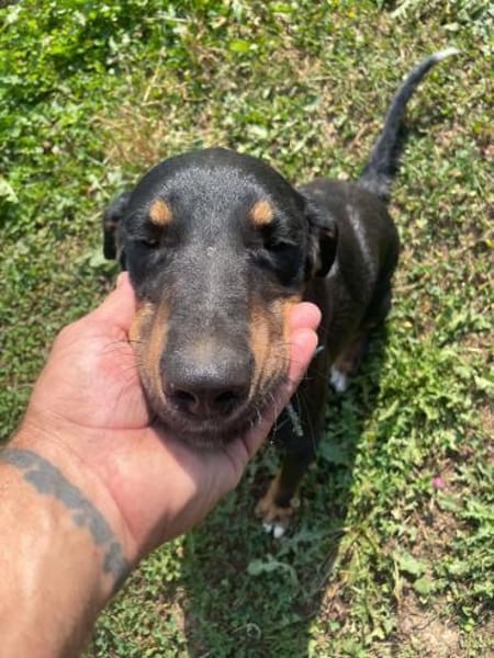 Kolt - Jagdterrier Mix