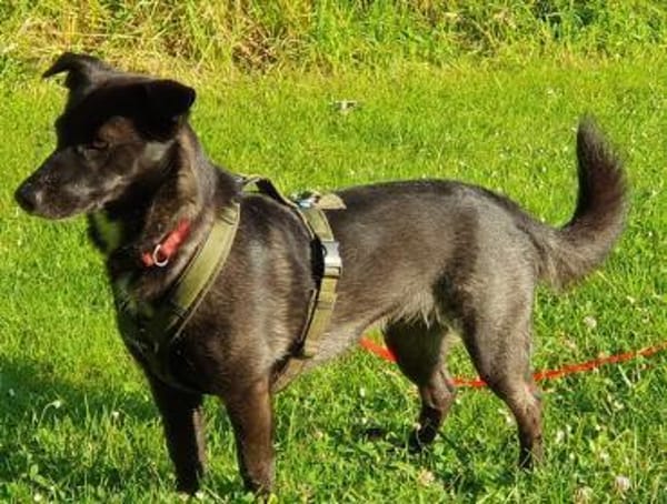 AMY DARF NICHT DURCHS RASTER FALLEN