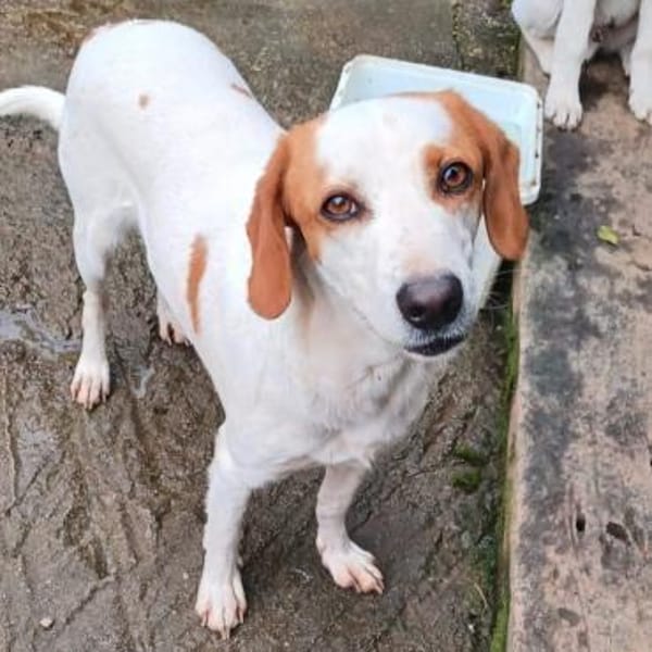 Lio - ein lebenslustiger Begleiter