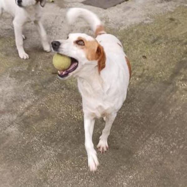 Lio - ein lebenslustiger Begleiter