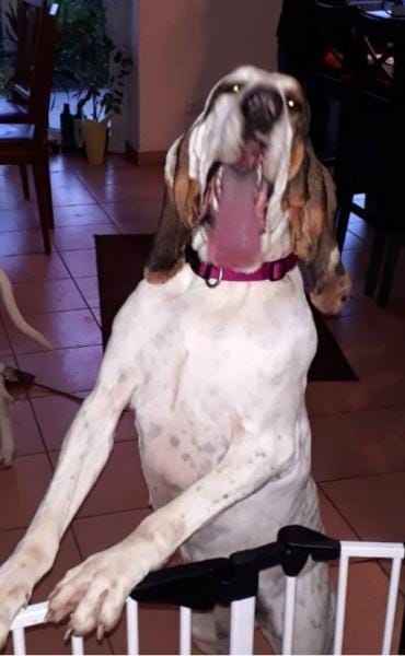 ELISABETH - sehr kapriziös.......