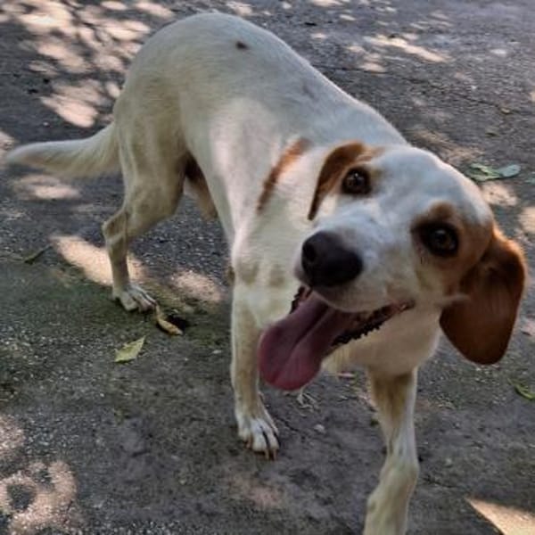 Lio - ein lebenslustiger Begleiter