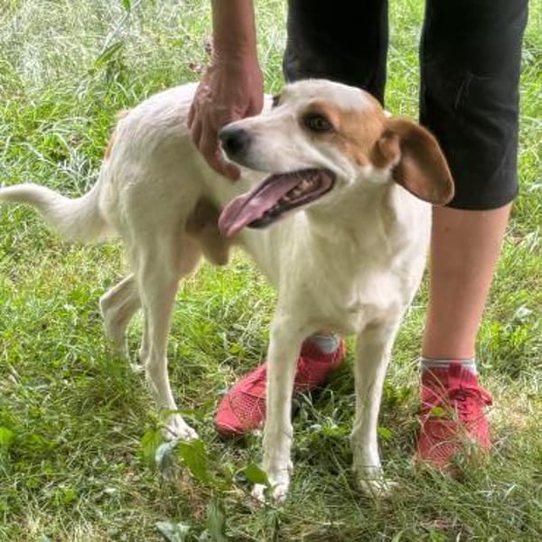 Lio - ein lebenslustiger Begleiter