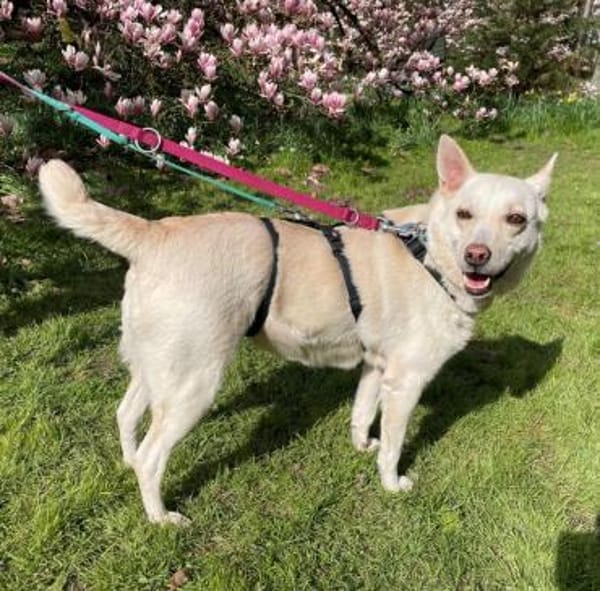 ALBINA - endlich ein ZUHAUSE ?!......