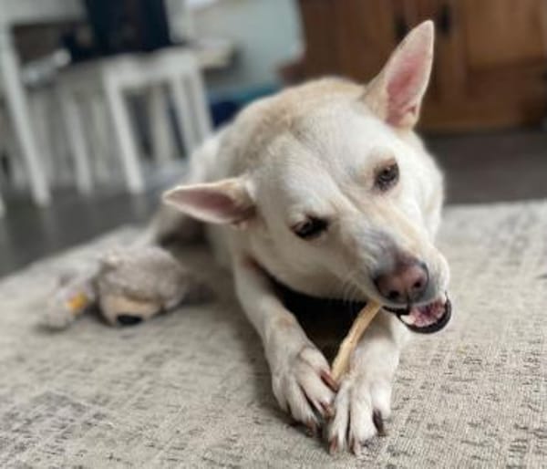 ALBINA - endlich ein ZUHAUSE ?!......