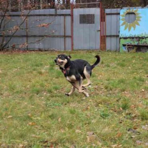 Erwin su. ein geduldiges Zuhause