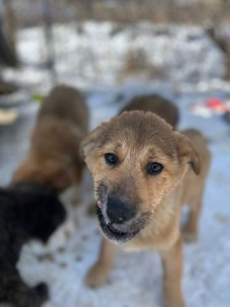 Yala, wie Müll entsorgt