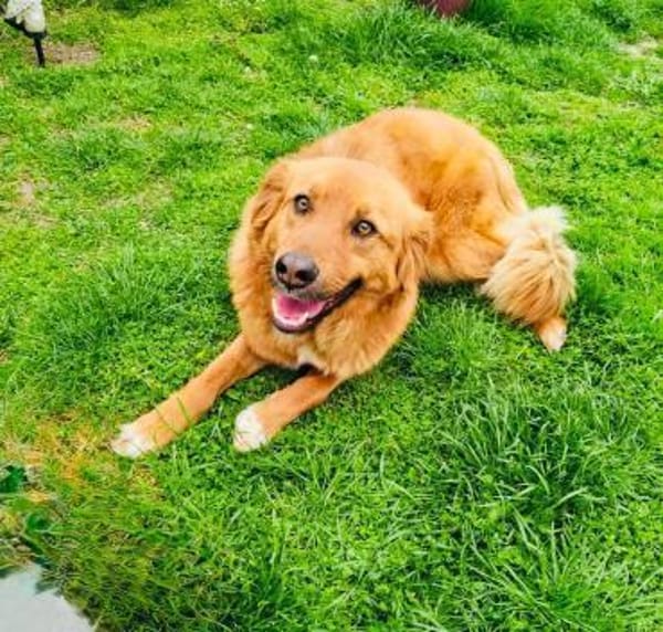 Golden Retriever Mix Vini