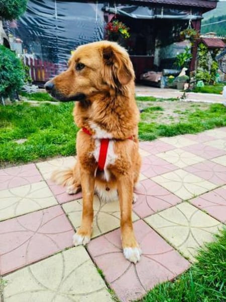 Golden Retriever Mix Vini