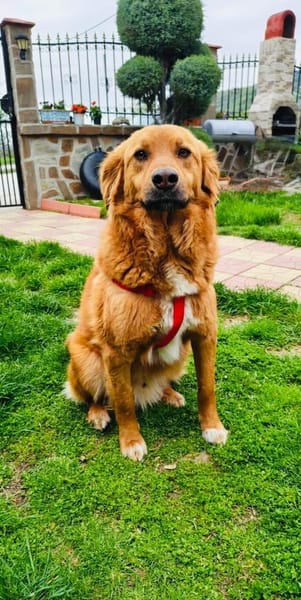 Golden Retriever Mix Vini