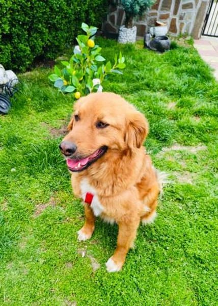 Golden Retriever Mix Vini