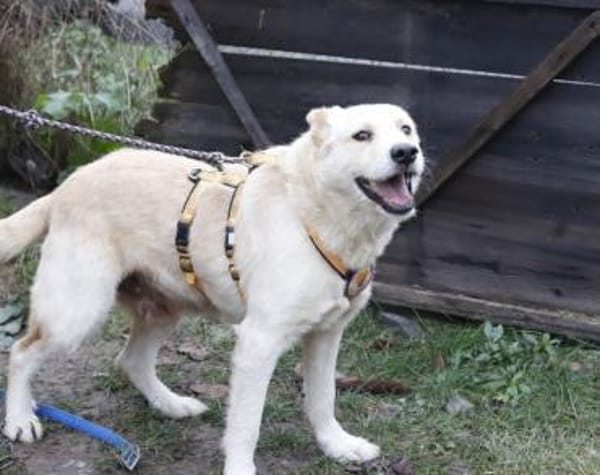 Intelligenter Michel sucht sein Zuhause