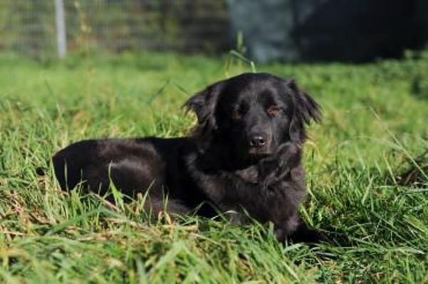 Paula wartet in 64720 Michelstadt