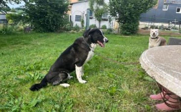 Der liebe Tobbi hat einen Wunsch