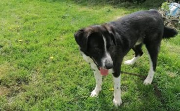 Der liebe Tobbi hat einen Wunsch